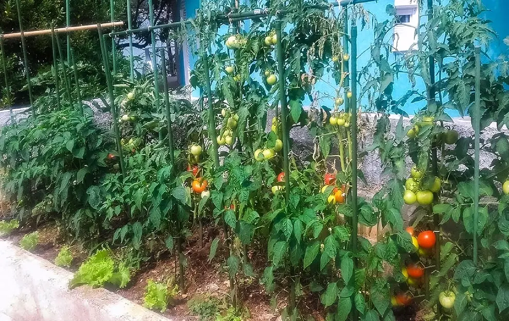 Garten 1