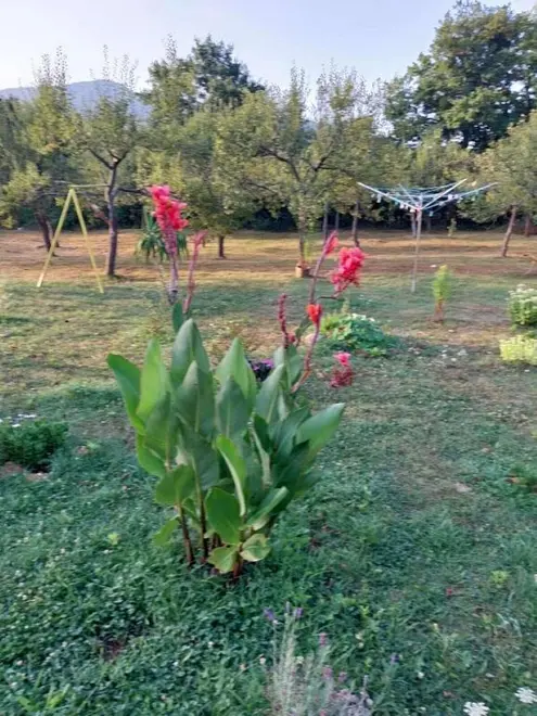 Garten 2